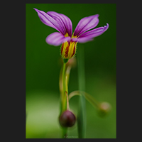 可憐な花を咲かせるニワゼキショウの写真