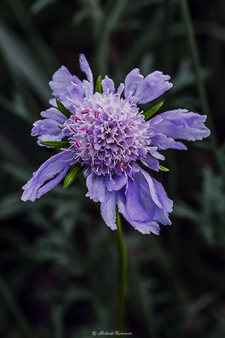 マツムシソウ / DC-G9 M.ZUIKO DIGITAL ED 60mm F2.8 Macro - f8.0 1/100s ISO:100