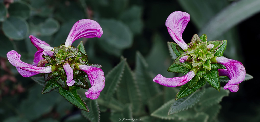 トモエシオガマ / DC-G9 M.ZUIKO DIGITAL ED 60mm F2.8 Macro - f8.0 1/60s ISO:160