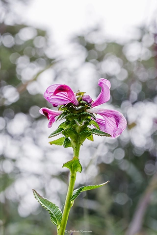 トモエシオガマ / DC-G9 M.ZUIKO DIGITAL ED 60mm F2.8 Macro - f8.0 1/80s ISO:100