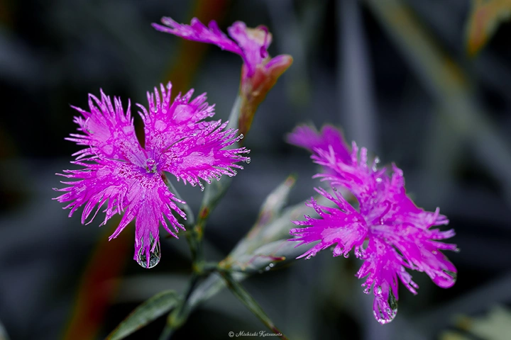 エゾカワラナデシコ / DC-G9 M.ZUIKO DIGITAL ED 60mm F2.8 Macro - f5.6 1/100s ISO:250