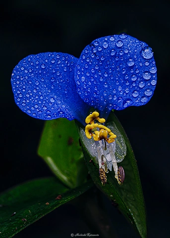 ツユクサ / DC-G9 M.ZUIKO DIGITAL ED 60mm F2.8 Macro - f16 1/100s ISO:400