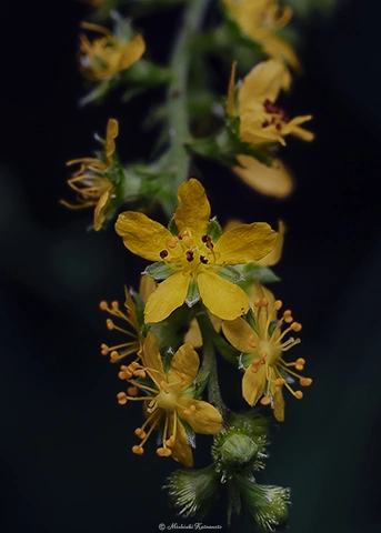 キンミズヒキ / DC-G9 M.ZUIKO DIGITAL ED 60mm F2.8 Macro - f8.0 1/125s ISO:200