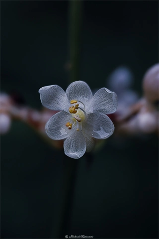 ヤブミョウガ / DC-G9 M.ZUIKO DIGITAL ED 60mm F2.8 Macro - f5.6 1/100s ISO:100 DOF Composition