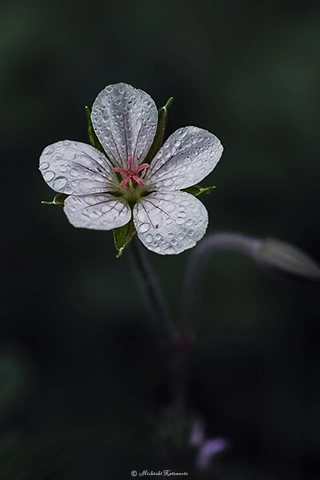 ゲンノショウコ / DC-G9 M.ZUIKO DIGITAL ED 60mm F2.8 Macro - f5.6 1/100s ISO:100