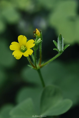 カタバミ / DC-G9 M.ZUIKO DIGITAL ED 60mm F2.8 Macro - f5.6 1/125s ISO:100