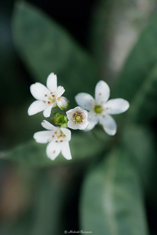 ヌマトラノオ / DC-G9 M.ZUIKO DIGITAL ED 60mm F2.8 Macro - f5.6 1/100s ISO:100