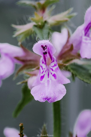 アキノタムラソウ / DC-G9 M.ZUIKO DIGITAL ED 60mm F2.8 Macro - f8.0 1/125s ISO:320