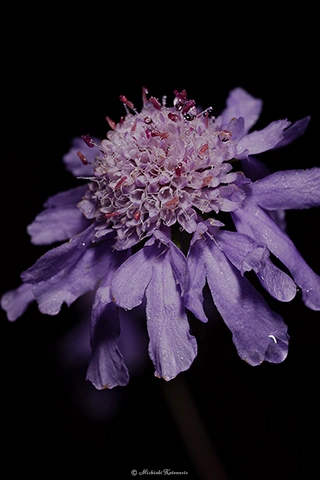 マツムシソウ / DC-G9 M.ZUIKO DIGITAL ED 60mm F2.8 Macro - f5.6 1/20s ISO:100