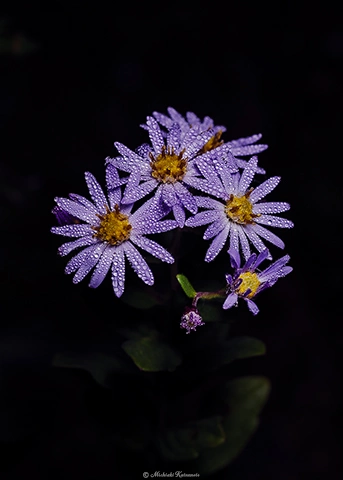 ノコンギク / DC-G9 M.ZUIKO DIGITAL ED 60mm F2.8 Macro - f5.6 1/40s ISO:100