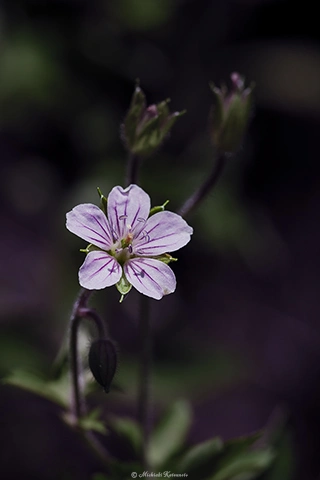 ゲンノショウコ / DC-G9 M.ZUIKO DIGITAL ED 60mm F2.8 Macro - f5.6 1/640s ISO:100