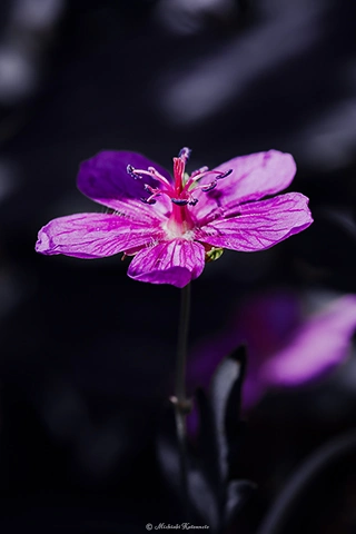 アサマフウロ / DC-G9 M.ZUIKO DIGITAL ED 60mm F2.8 Macro - f5.6 1/160s ISO:100