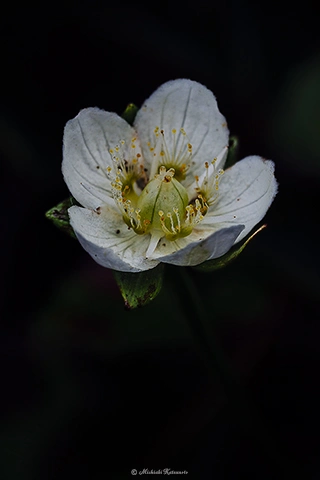 ウメバチソウ / DC-G9 M.ZUIKO DIGITAL ED 60mm F2.8 Macro - f5.6 1/160s ISO:100