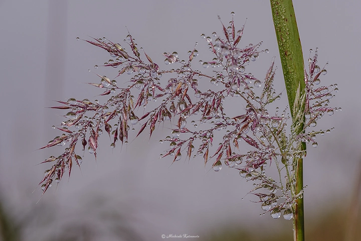 アシ / DC-G9 M.ZUIKO DIGITAL ED 60mm F2.8 Macro - f5.6 1/500s ISO:100