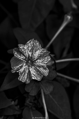オシロイバナ / DC-G9 M.ZUIKO DIGITAL ED 60mm F2.8 Macro - f5.6 1/160s ISO:100
