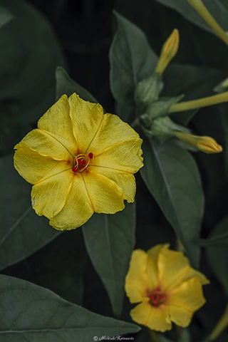 オシロイバナ / DC-G9 M.ZUIKO DIGITAL ED 60mm F2.8 Macro - f5.6 1/125s ISO:100