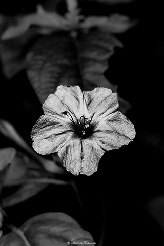 オシロイバナ / DC-G9 M.ZUIKO DIGITAL ED 60mm F2.8 Macro - f5.6 1/160s ISO:100