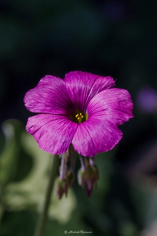 イモカタバミ / DC-GH6 M.ZUIKO DIGITAL ED 60mm F2.8 Macro - f5.6 1/250s ISO:50
