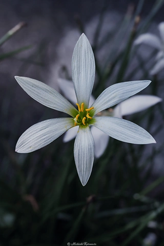 タマスダレ / DC-GH6 M.ZUIKO DIGITAL ED 60mm F2.8 Macro - f5.6 1/160s ISO:100