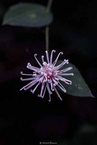 コウヤボウキ / DC-GH6 M.ZUIKO DIGITAL ED 60mm F2.8 Macro - f5.6 1/13s ISO:125