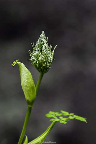 シラネセンキュウ / DC-GH6 M.ZUIKO DIGITAL ED 60mm F2.8 Macro - f4.0 1/125s ISO:400
