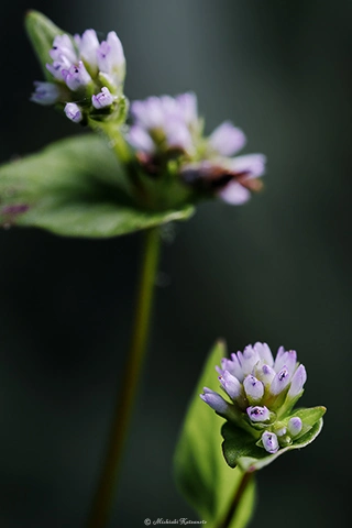 タニソバ / DC-GH6 M.ZUIKO DIGITAL ED 60mm F2.8 Macro - f5.6 1/3s ISO:100
