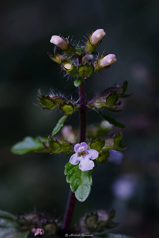イヌトウバナ / DC-GH6 M.ZUIKO DIGITAL ED 60mm F2.8 Macro - f8.0 1/10s ISO:100