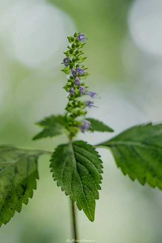 ナギナタコウジュ / DC-GH6 M.ZUIKO DIGITAL ED 60mm F2.8 Macro - f4.0 1/125s ISO:1000
