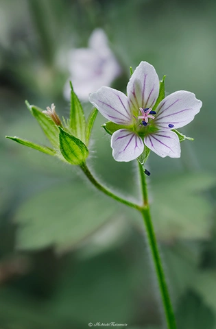 ゲンノショウコ / DC-GH6 M.ZUIKO DIGITAL ED 60mm F2.8 Macro - f8.0 1/4s ISO:100