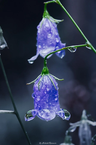 イワシャジン / DC-GH6 M.ZUIKO DIGITAL ED 60mm F2.8 Macro - f5.6 1/160s ISO:2500