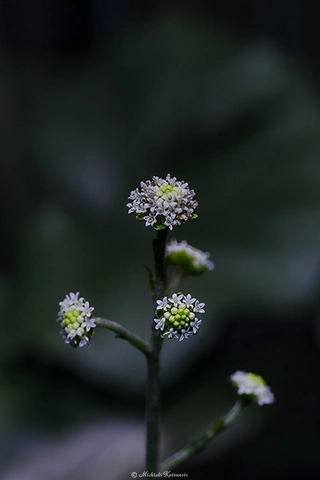 ノブキ / DC-GH6 M.ZUIKO DIGITAL ED 60mm F2.8 Macro - f5.6 1/20s ISO:100