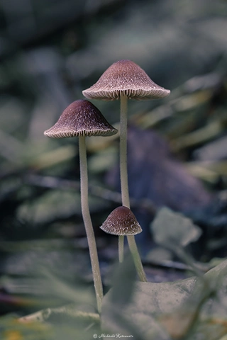 キノコ / DC-GH6 M.ZUIKO DIGITAL ED 60mm F2.8 Macro - f5.6 1/4s ISO:100