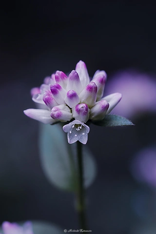 ミゾソバ / DC-GH6 M.ZUIKO DIGITAL ED 60mm F2.8 Macro - f5.6 1/10s ISO:100