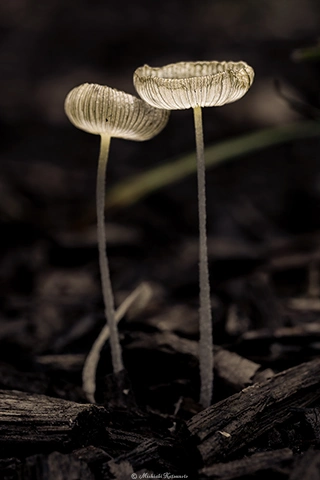キノコ / DC-GH6 M.ZUIKO DIGITAL ED 60mm F2.8 Macro - f5.6 1/80s ISO:100 Composition