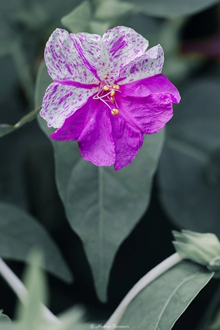 オシロイバナ / DC-GH6 M.ZUIKO DIGITAL ED 60mm F2.8 Macro - f5.6 1/50s ISO:100