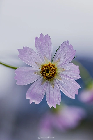 コスモス / DC-S5 105mm F2.8 DG DN MACRO | Art - f5.6 1/100s ISO:200