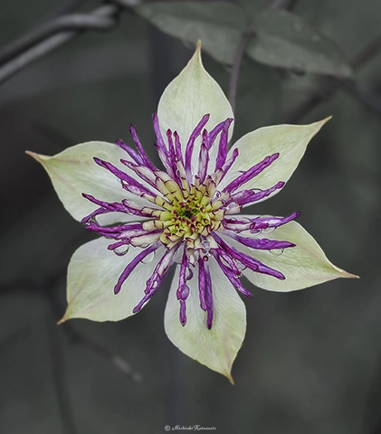 テッセン / DC-GH6 M.ZUIKO DIGITAL ED 60mm F2.8 Macro - f5.6 1/80s ISO:200