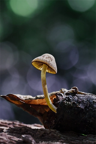 キノコ / DC-GH6 M.ZUIKO DIGITAL ED 60mm F2.8 Macro - f5.6 1/100s ISO:100 Composition