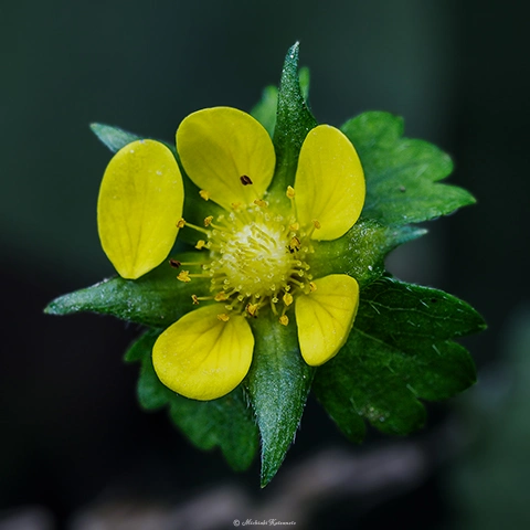ヘビイチゴ / DC-GH6 M.ZUIKO DIGITAL ED 60mm F2.8 Macro - f5.6 1/10s ISO:100