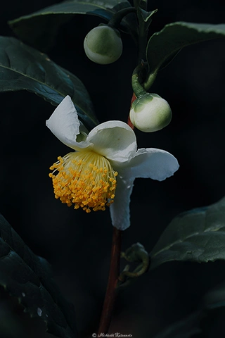 チャノキ / DC-G9 M.ZUIKO DIGITAL ED 60mm F2.8 Macro - f5.6 1/80s ISO:100