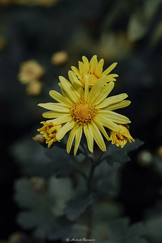 ノギク / DC-G9 M.ZUIKO DIGITAL ED 60mm F2.8 Macro - f4.0 1/500s ISO:100