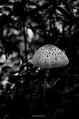 カラカサタケ / DC-GH6 M.ZUIKO DIGITAL ED 60mm F2.8 Macro - f2.8 1/125s ISO:400