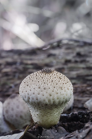 ホコリタケ / DC-GH6 M.ZUIKO DIGITAL ED 60mm F2.8 Macro - f8.0 4s ISO:100