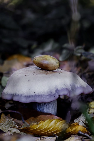 ムラサキシメジ / DC-GH6 M.ZUIKO DIGITAL ED 60mm F2.8 Macro - f8.0 0.8s ISO:100