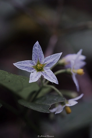 イヌホウズキ / DC-GH6 M.ZUIKO DIGITAL ED 60mm F2.8 Macro - f5.6 1/60s ISO:640
