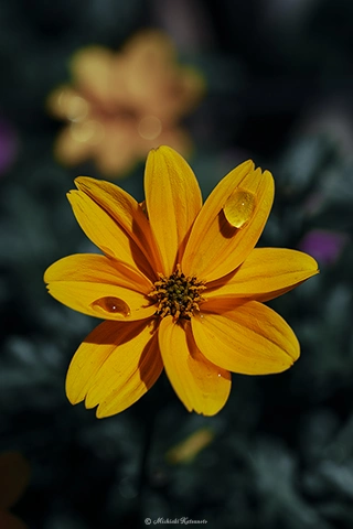 ヒンデス / DC-G9 M.ZUIKO DIGITAL ED 60mm F2.8 Macro - f5.6 1/500s ISO:100