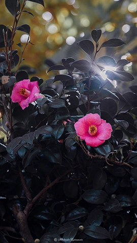サザンカ / DC-G9 M.ZUIKO DIGITAL ED 40-150mm F2.8 PRO - f4.0 1/80s ISO:100 