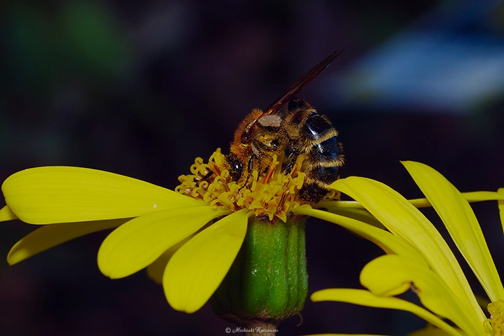 ツワブキ / DC-G9 M.ZUIKO DIGITAL ED 60mm F2.8 Macro - f8.0 1/125s ISO:100