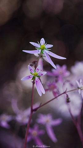ダイモンジソウ / DC-G9 M.ZUIKO DIGITAL ED 60mm F2.8 Macro - f4.0 1/100s ISO:800