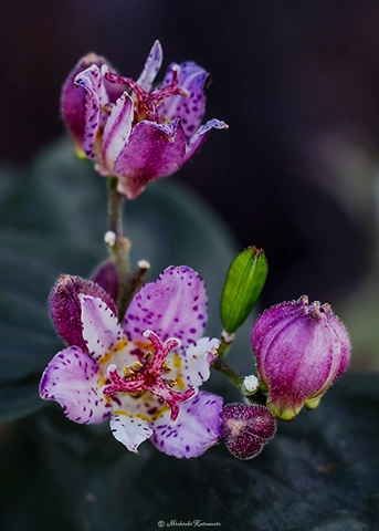 ダルマホトトギス / DC-G9 M.ZUIKO DIGITAL ED 60mm F2.8 Macro - f4.0 1/100s ISO:800